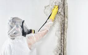 Best Commercial Mold Inspection  in Yoakum, TX